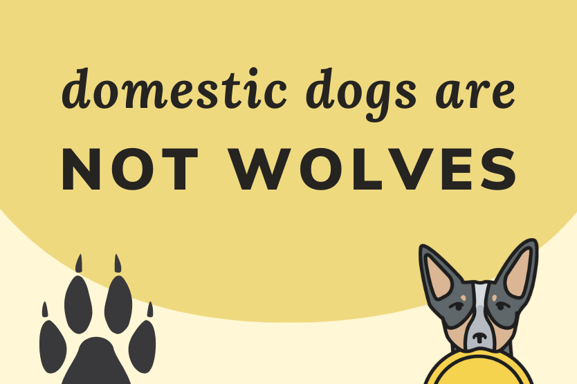 The text domestic dogs are not wolves sits on a pale yellow background near an illustration of a wolf paw print and a blue heeler holding a frisbee