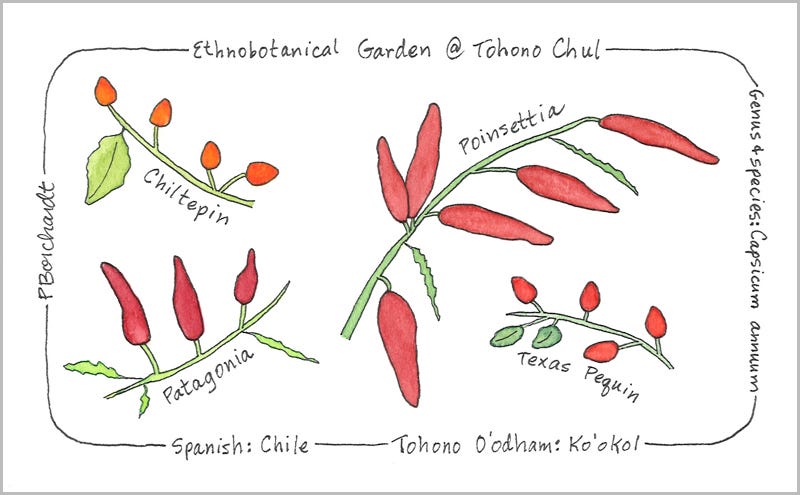 Ethnobotanical Garden @ Tohono Chul / Chiles (pen & watercolor)