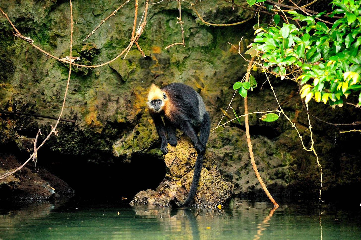 Study reveals Cat Ba langurs' unique ability to drink salt water