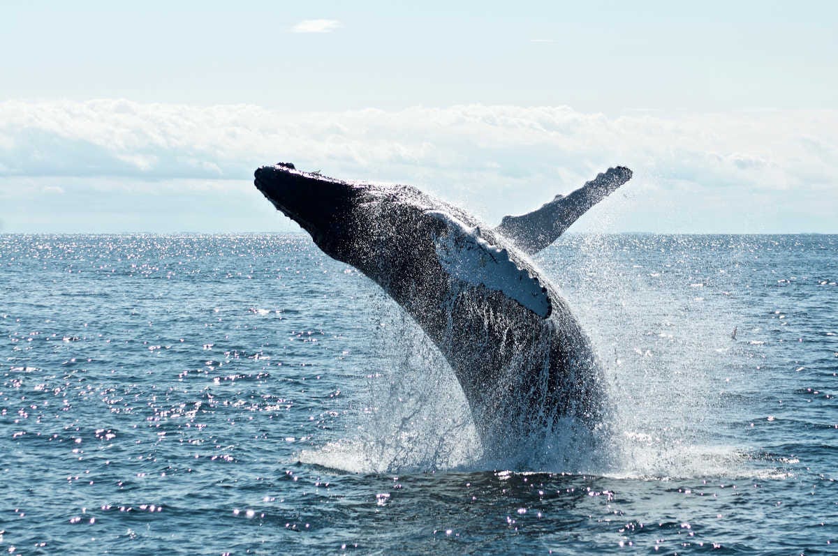 una ballena jorobada salta por encima de la superficie del mar completando una acrobacia