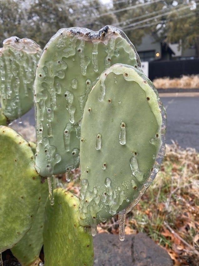 An icy and frozen prickly pear cactus in Austin, TX