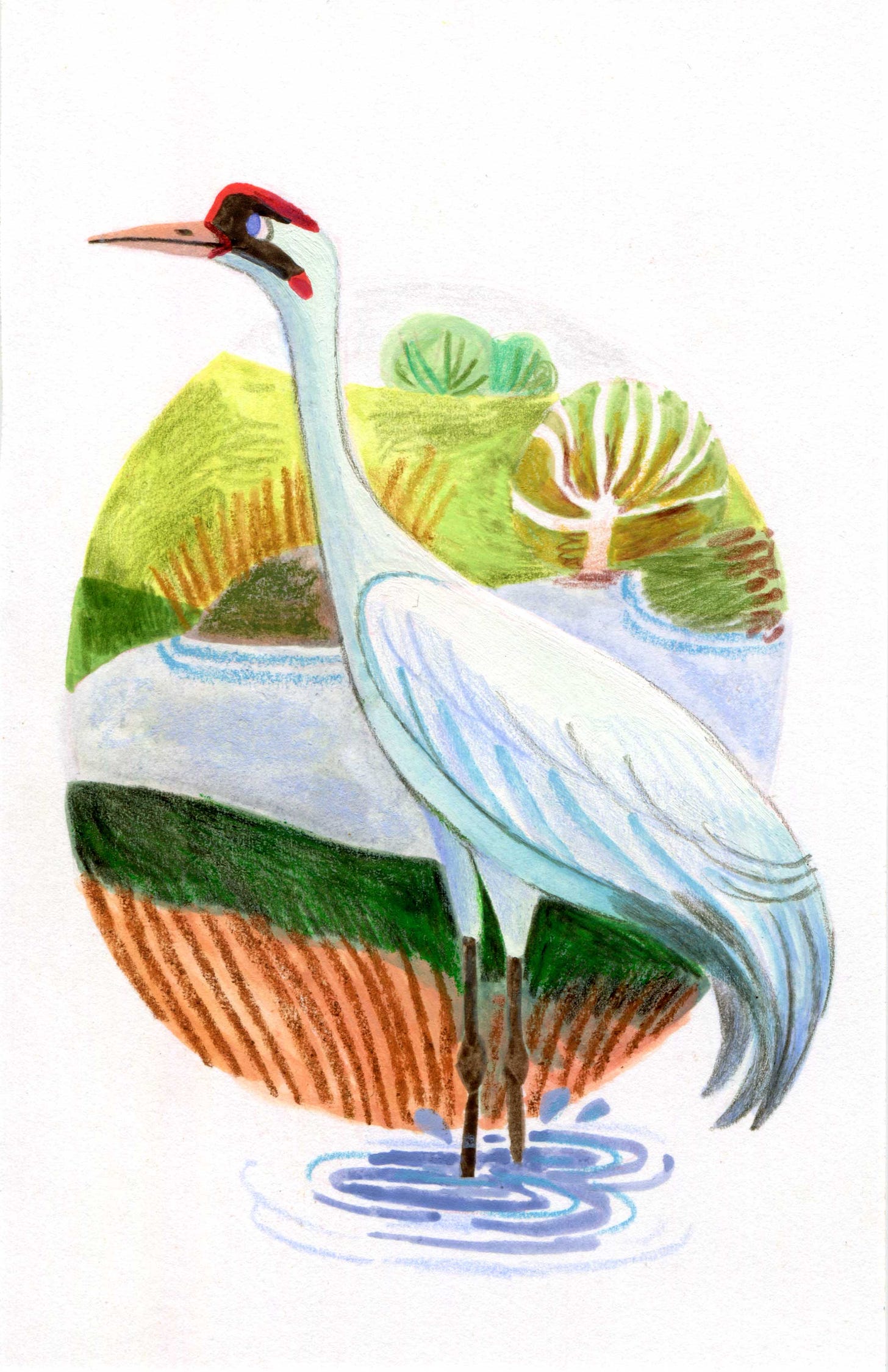 Kayla Stark bird illustration in the style of Felicita Sala