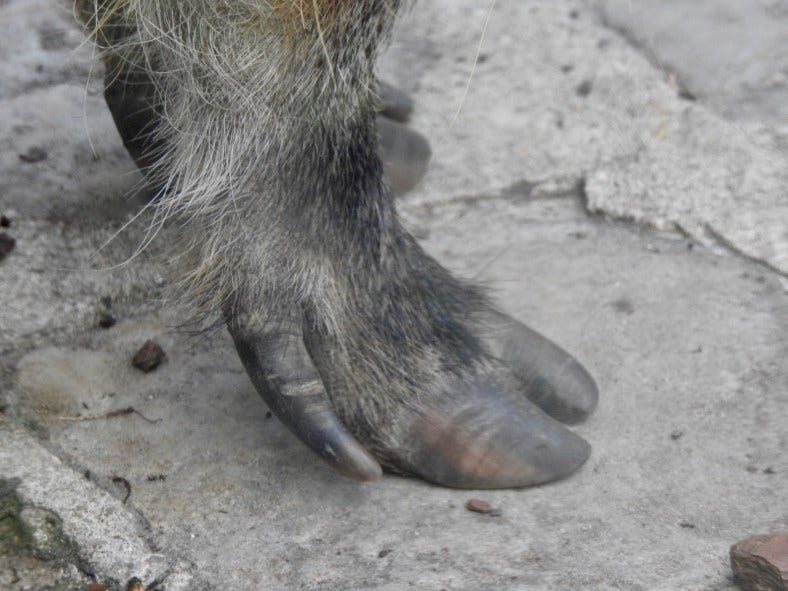 The Hoof of a Pig | SIMILAR BUT DIFFERENT IN THE ANIMAL KINGDOM