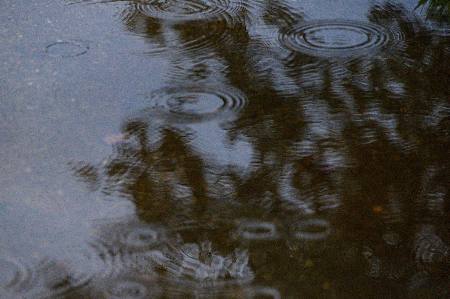 The reflection of tree branches in a puddle of rainwater with water circles from the raindrops