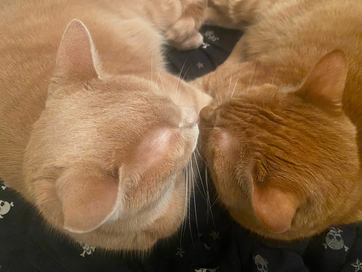 Two ginger cats snuggling