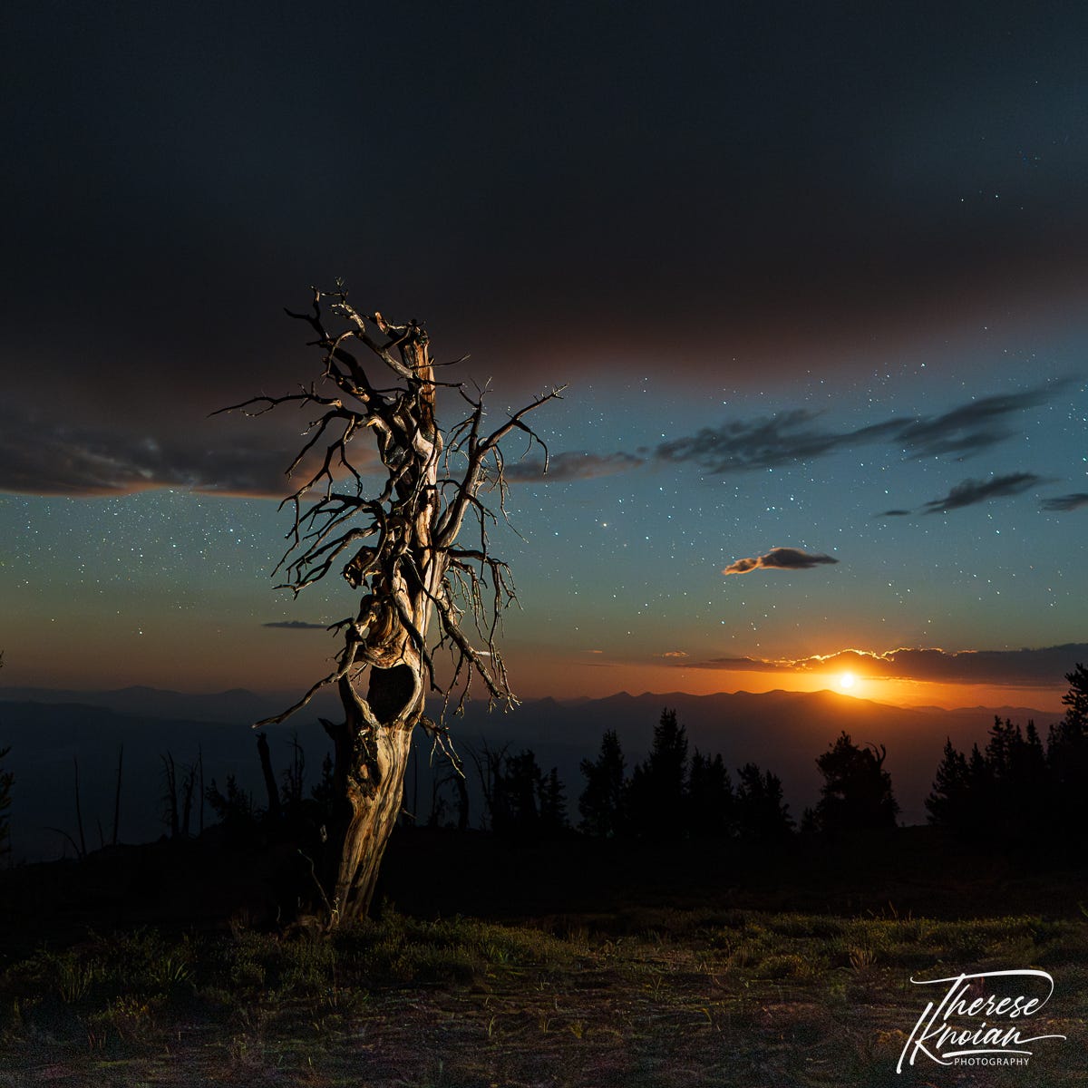 Atop Mt. Washington in Nevada, an ancient lone bristlecone basks in the moonrise.