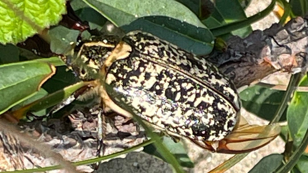 both photos in the article show a pine chafer: a large beetle with a brown-yellowish coloring, a bit like a leopard, but more detailed. It is the pine chafer I found.