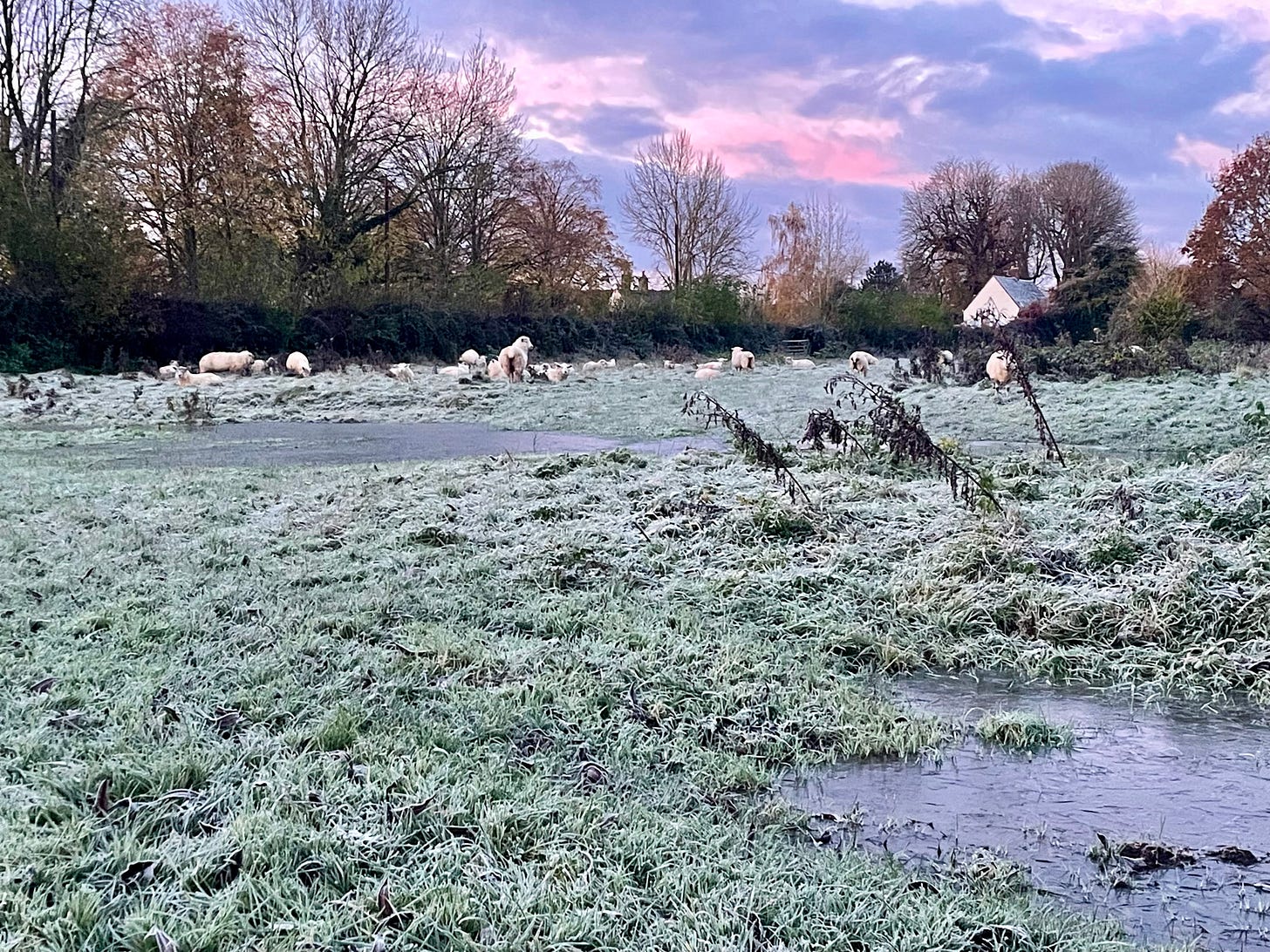 Sheep grazing amonst frozen pools of water and frosty grass