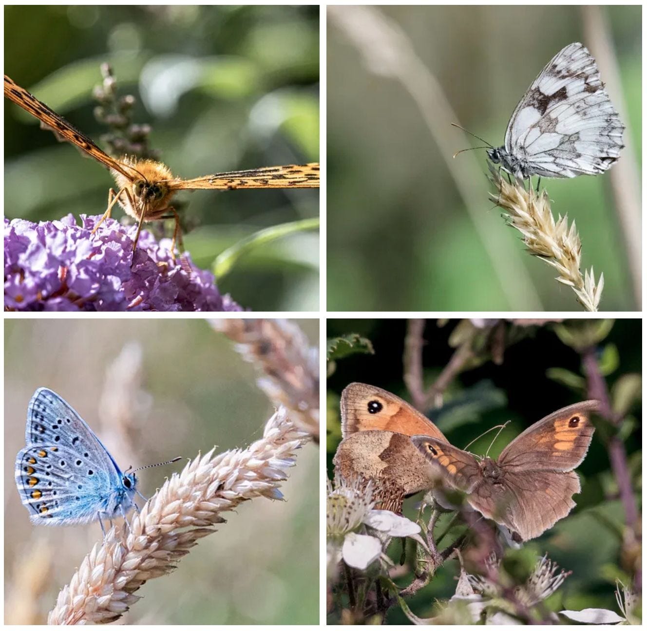 LettsSafari parks have a growing variety of butterflies