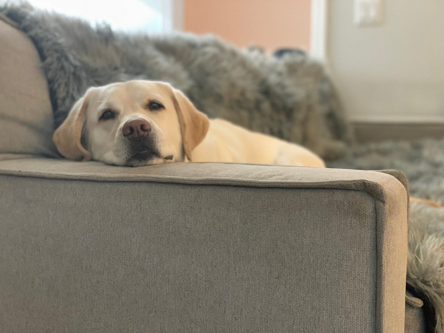 A yellow Labrador retriever rests her head on the arm of a gray couch. She looks relaxed. 