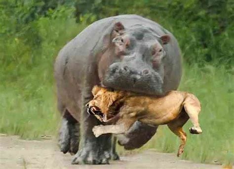 Hippo Vs Lion: Who Will Win a Fight?