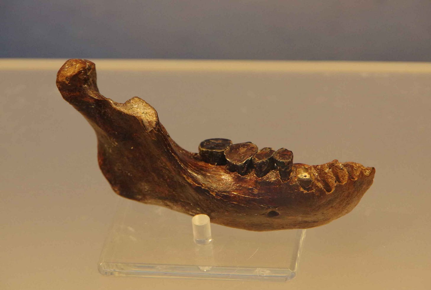 Jawbone in a museum exhibit Jawbone in a museum exhibit