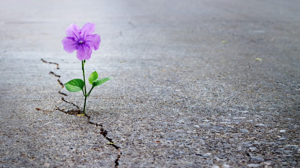From within a crack in the concrete, one pretty little violet blooms.