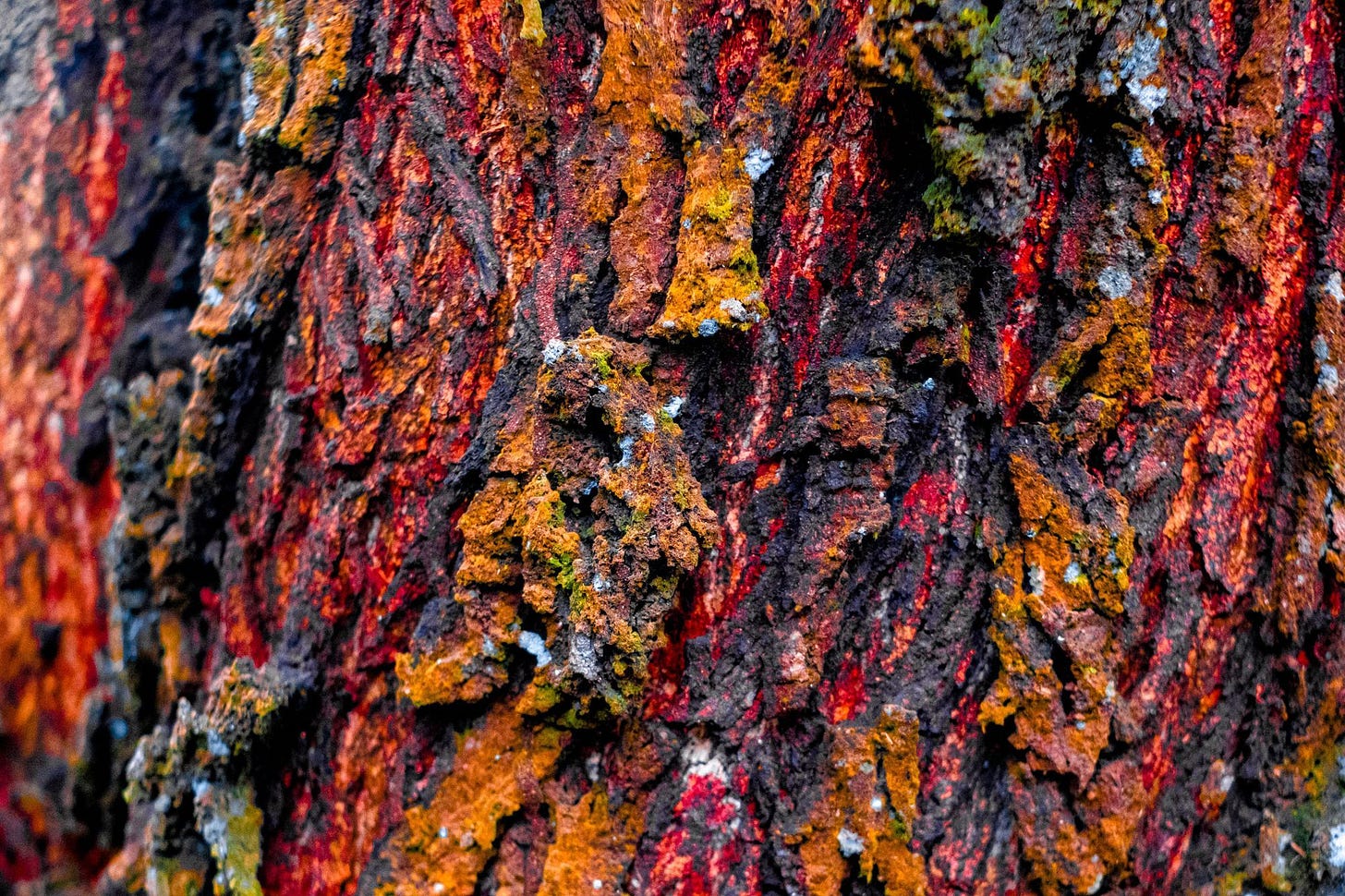 Photo of bloody tree by Julian Paolo Dayag via Unsplash