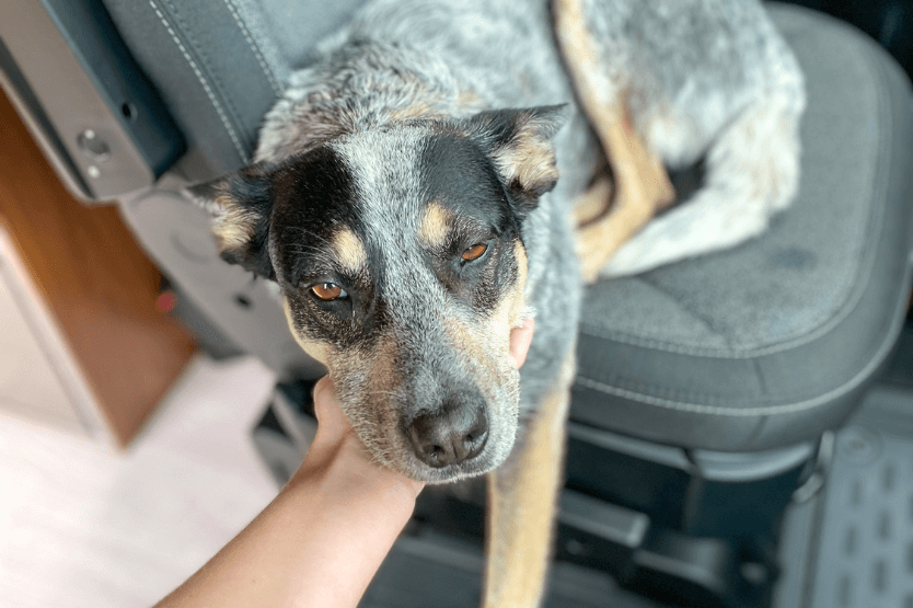 Scout the blue heeler lies in the driver seat of a converted campervan, leaning her chin into her owner's outstretched hand