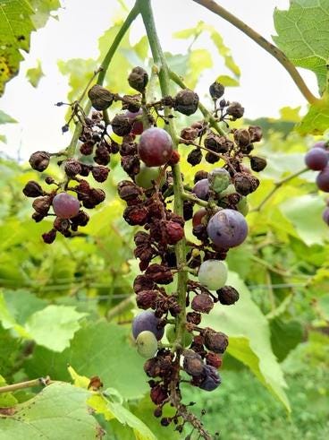 What to do with bad grape clusters | Grape Breeding and Enology
