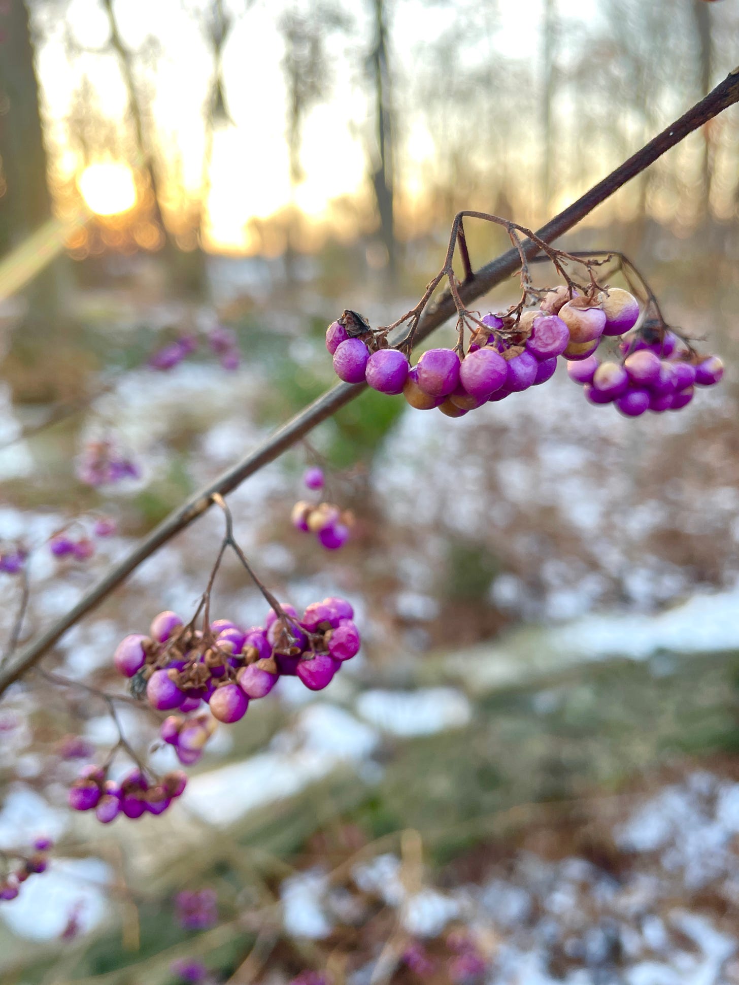 The vivid purple berries of the Beautyberry (Callicarpa) are beginning to shrivel, but still retain their color near the garden wall. 