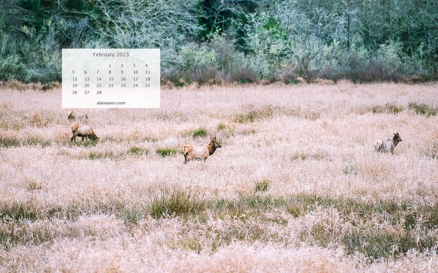 February calendar overlaying a photo of four elk grazing in tall grass.