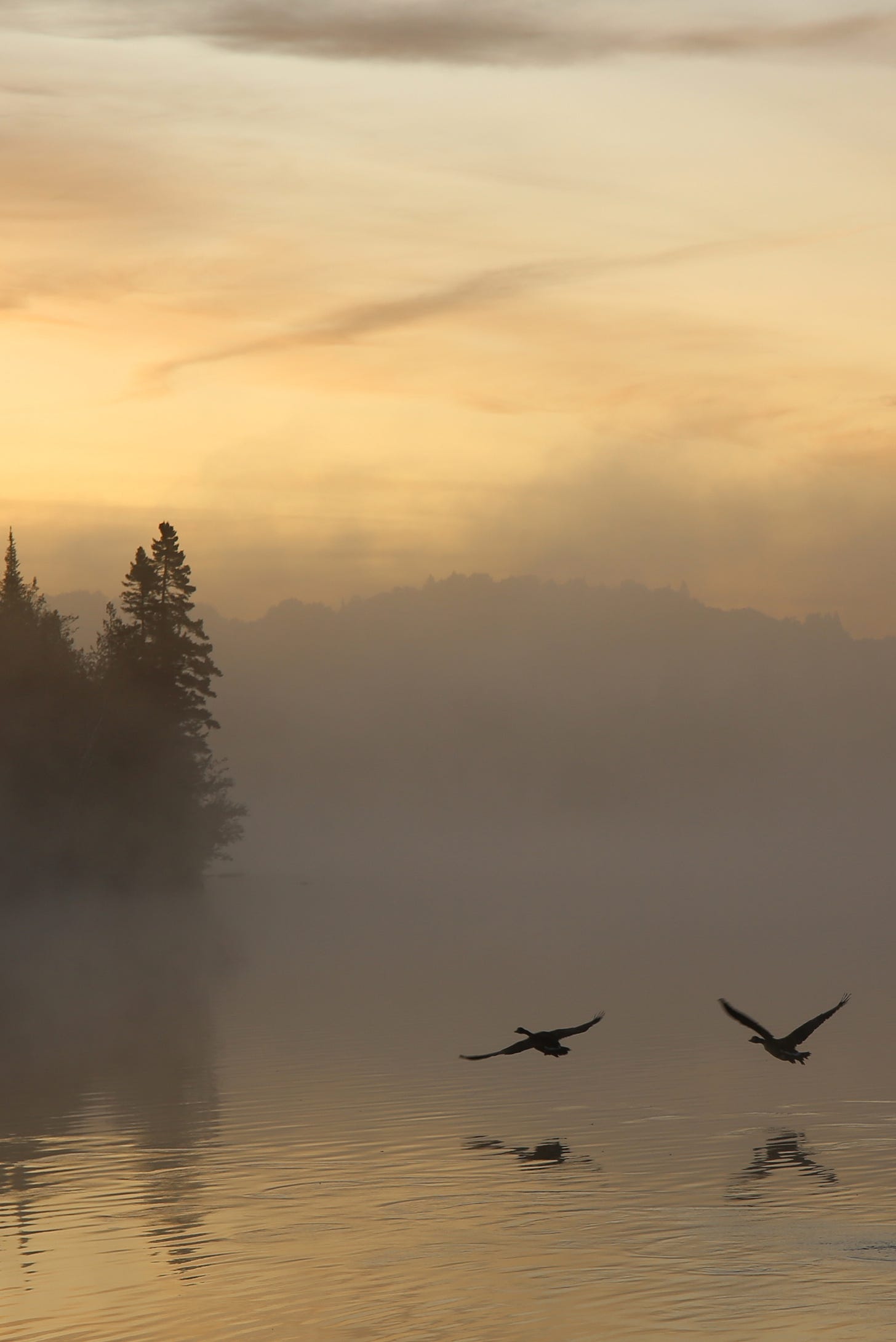 A foggy sunrise on a Canadian lake where geese are in mid-air over the water. 