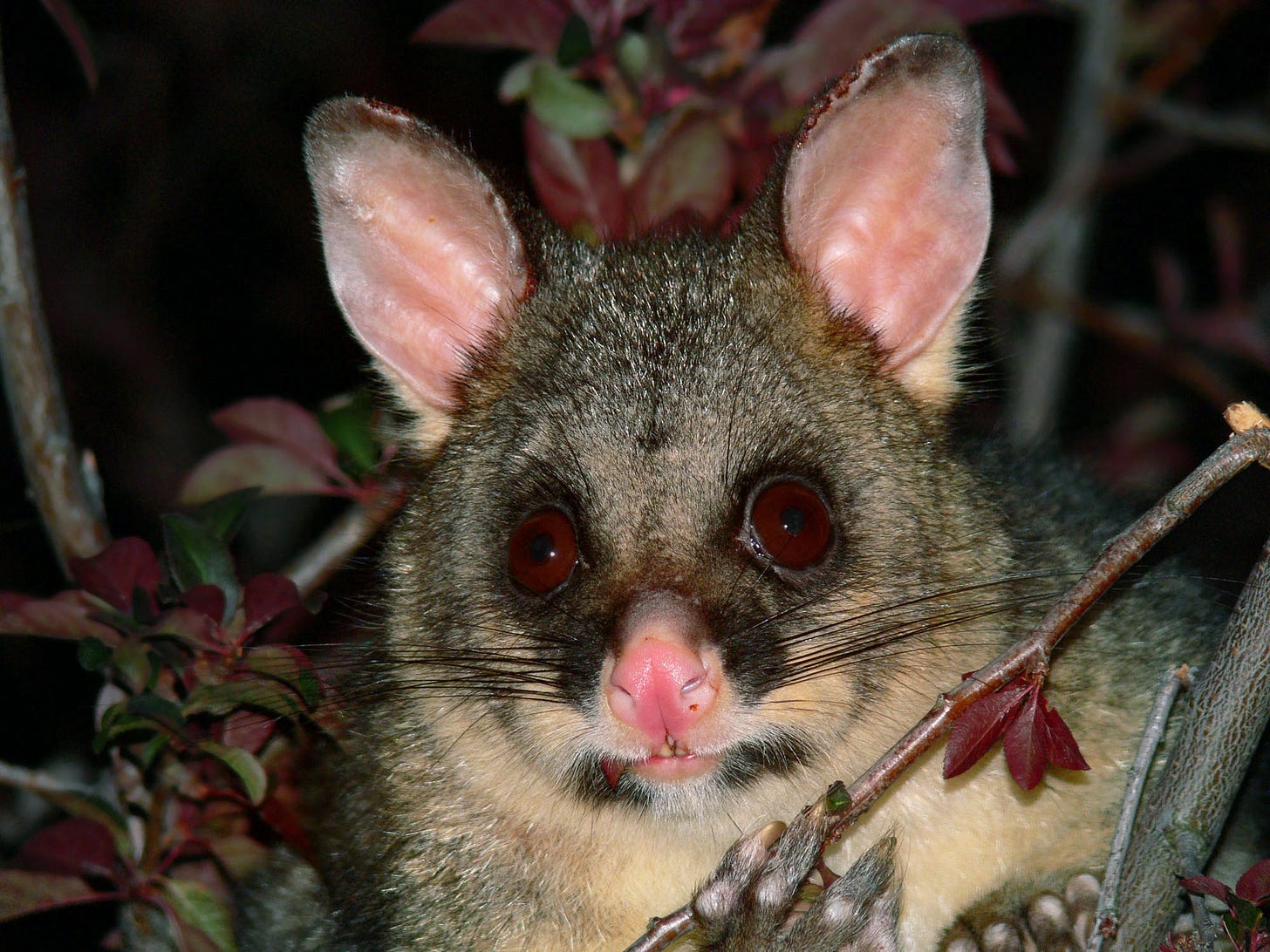 A common brushtail possum