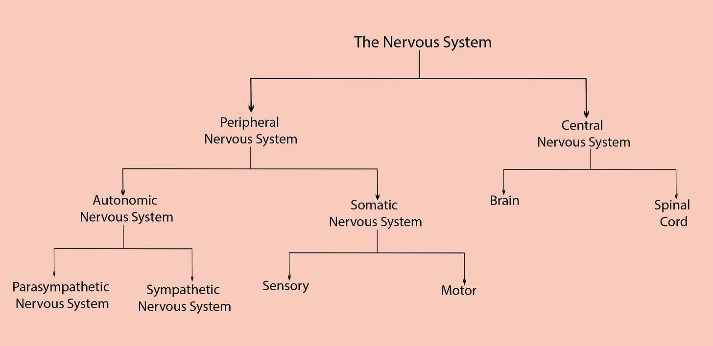 ORGANIZATION OF THE NERVOUS SYSTEM