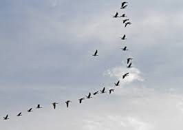 The Wild Geese by Mary Oliver ...