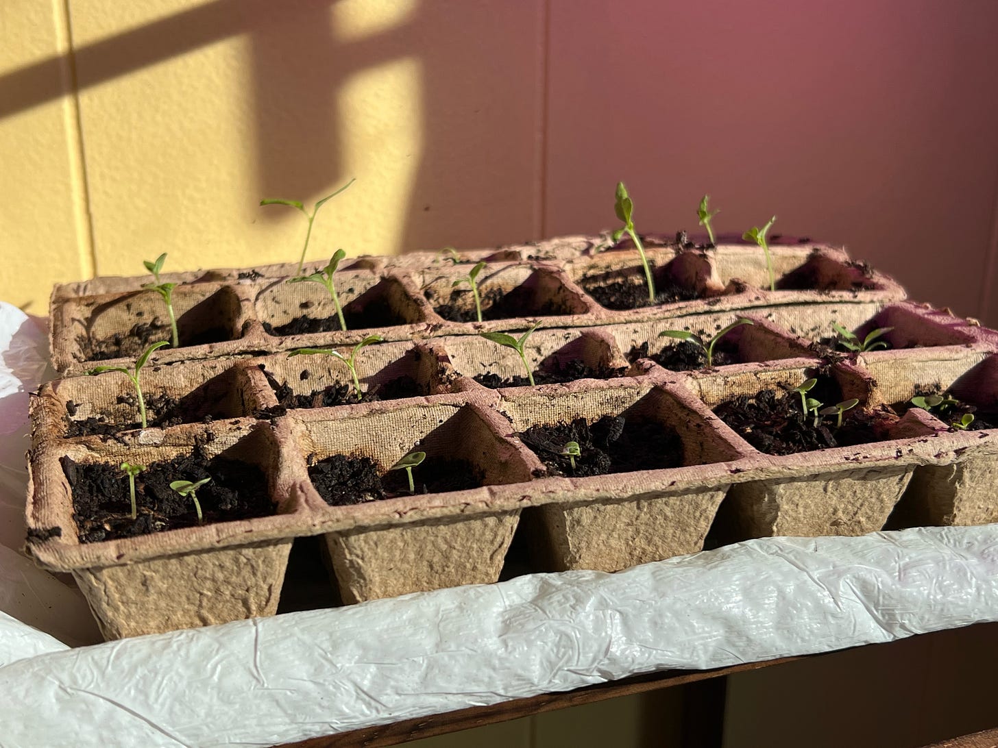 baby seedlings growing under artificial grow light baby seedlings growing under artificial grow light