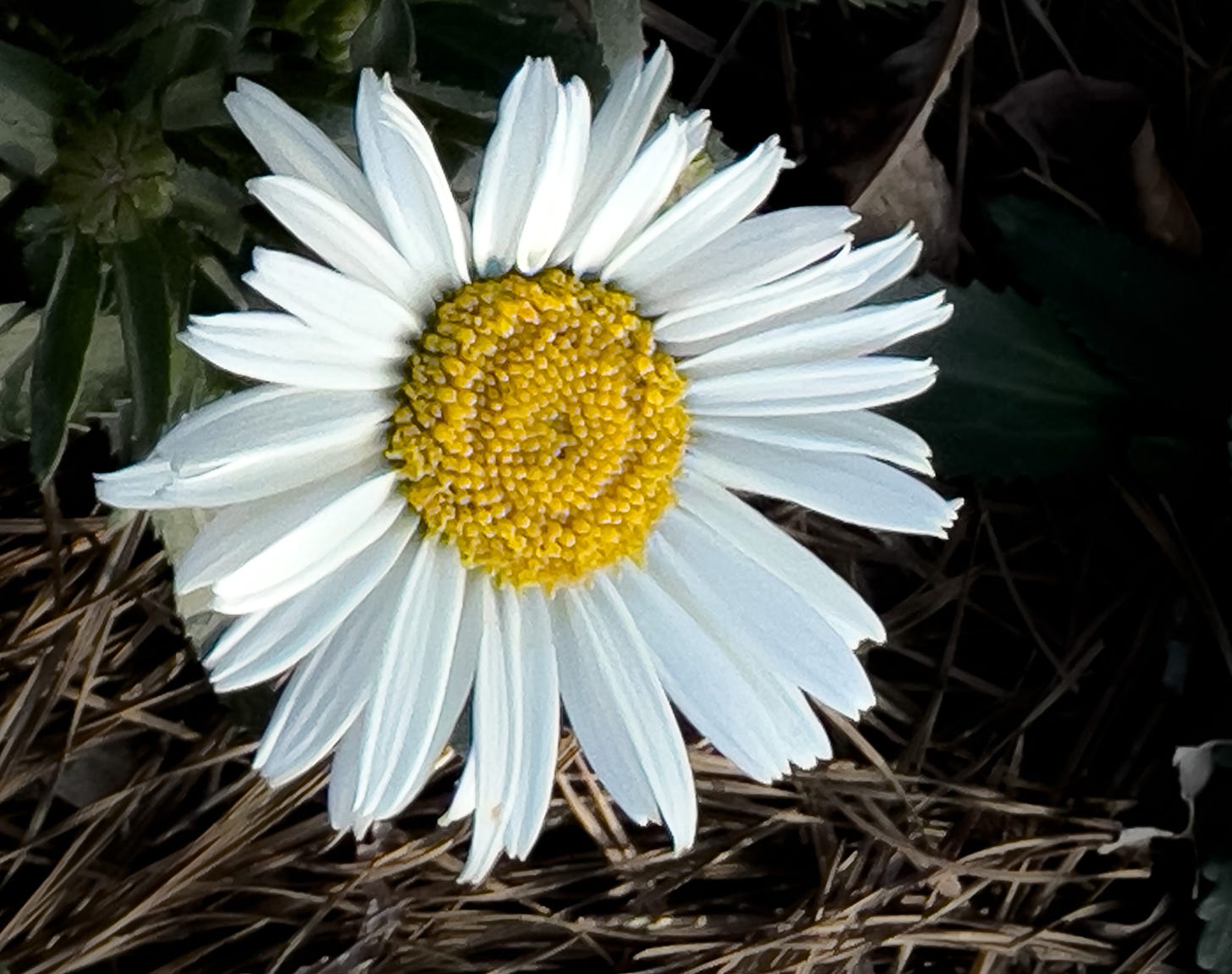 A single Shasta Daisy with white petals and yellow center with the pineneedle ground behind it