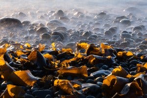 Torn and beaten bits of kelp lay helpless as waves wash them ashore in Acadia National Park, Isle au Haut, Maine.