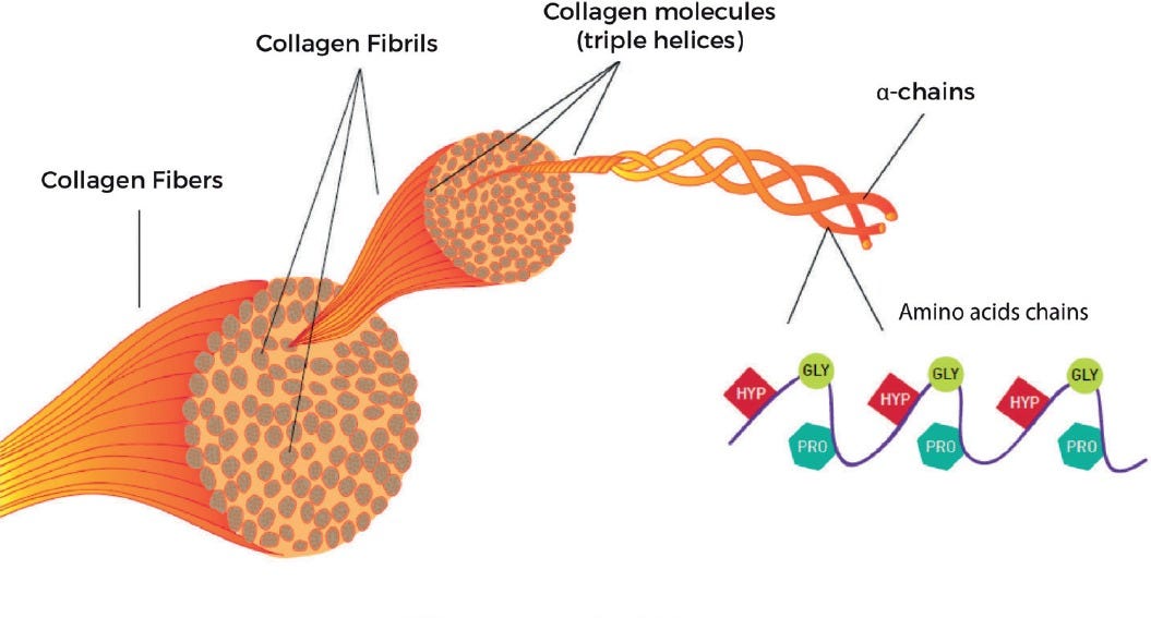 Skin collagen through the lifestages: importance for skin health and beauty