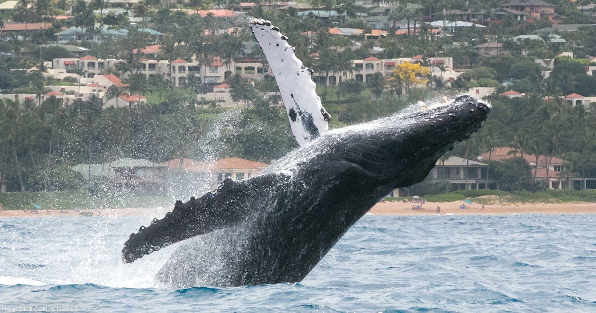 Maui Whale Watch Guide - Why Humpbacks Breach