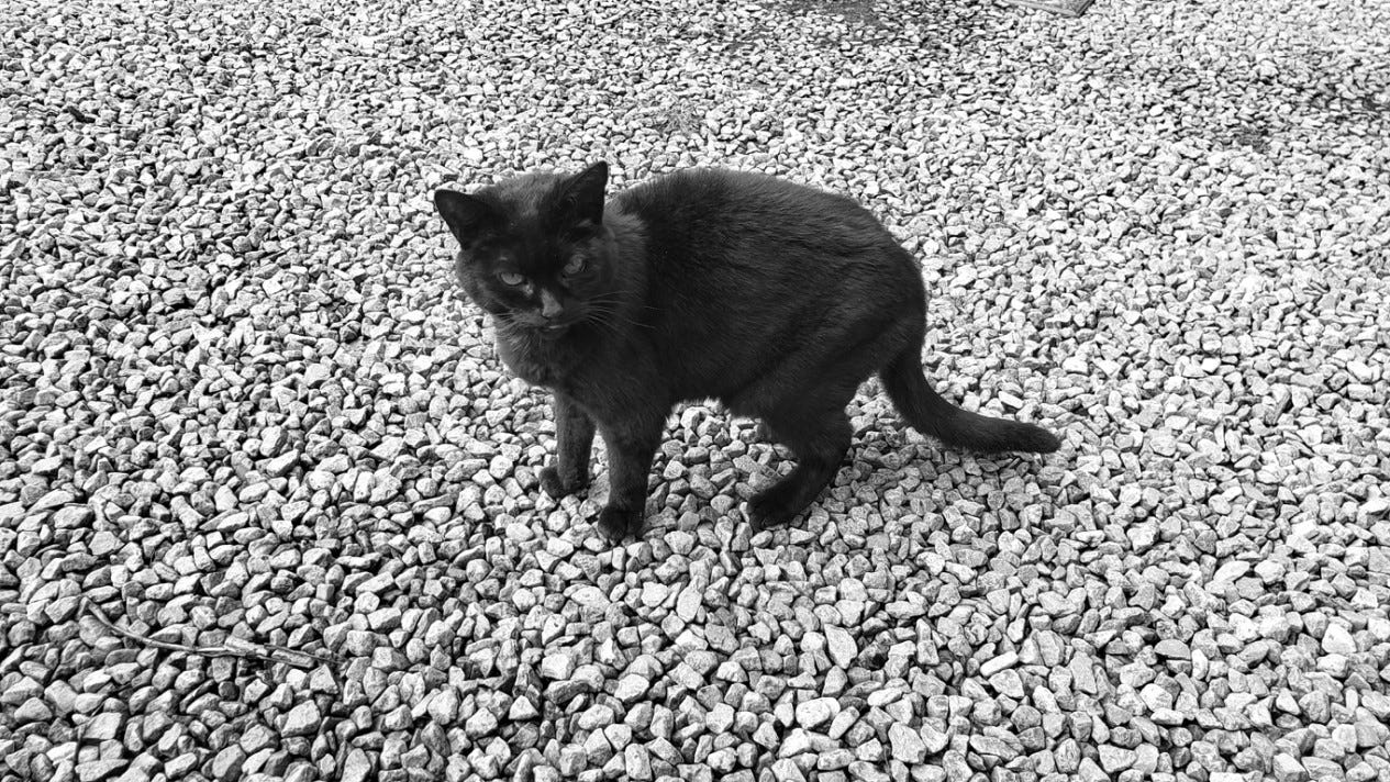 An elderly black cat stands on a gravel driveway, staring at the camera
