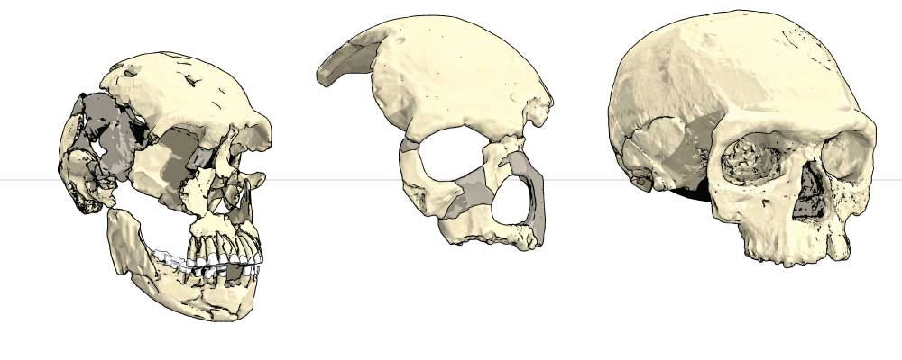 Three skulls in oblique view Three skulls in oblique view