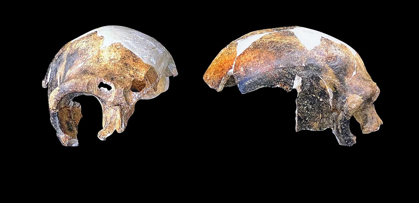 Photo of partial skull from Maba, China, in frontal (left) and right lateral (right) view with black background