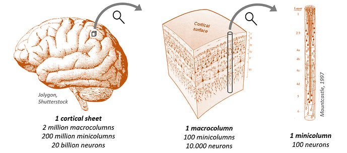 Mini, macro and cortical column? - General Neuroscience - HTM Forum