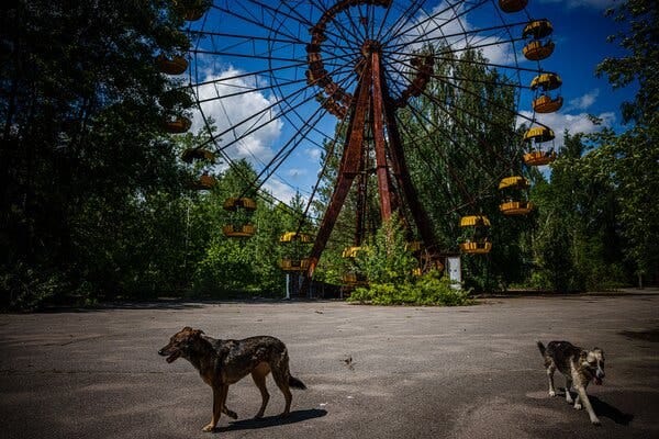 Two dogs walk on a paved surface on a sunny spring day in front of a rusted, abandoned Ferris wheel, which has vegetation growing over its base from years of neglect.