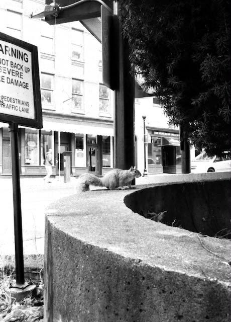 A squirrel looks warily at the camera.