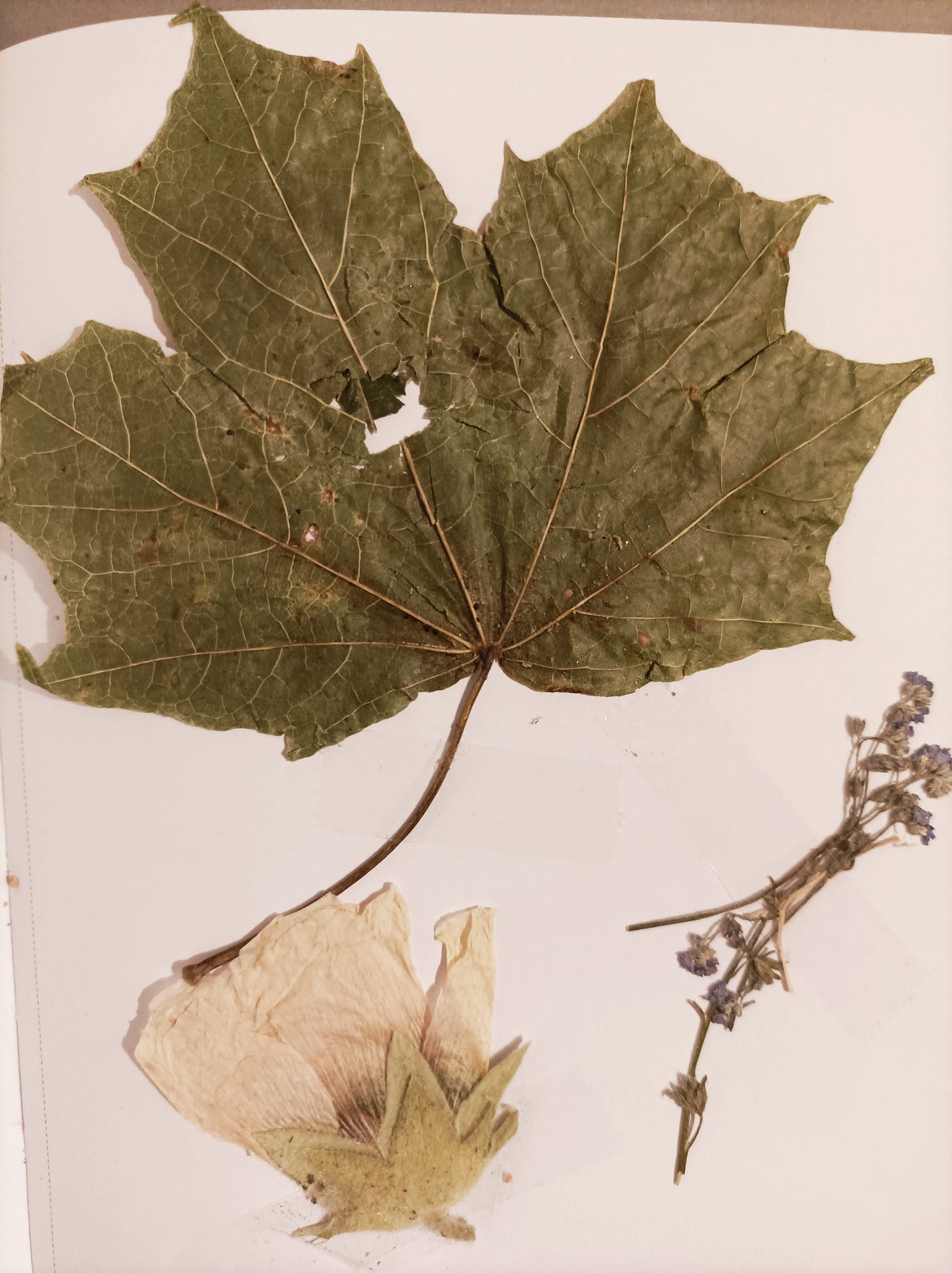 A picture of dry leaf and two dried flowers