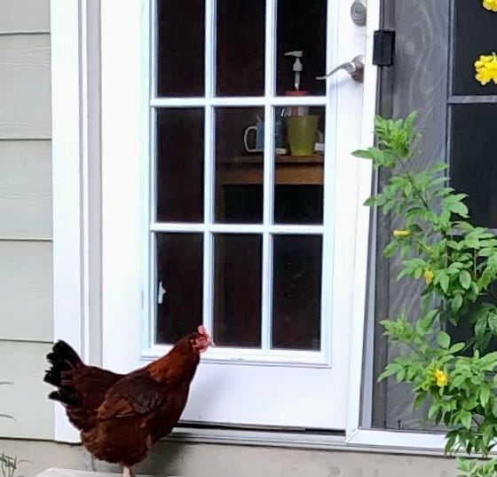 chicken at door