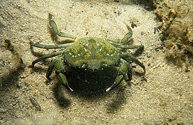File:CSIRO ScienceImage 864 Carcinus maenas European Green Crab.jpg