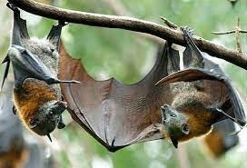 Mysterious bat flock at Doi pagoda