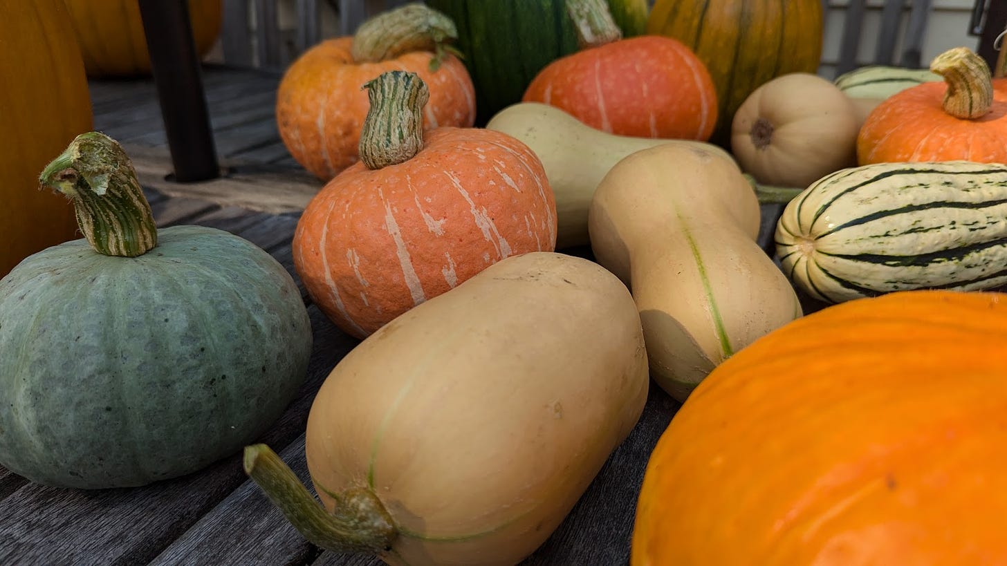 Many winter squash, orange, tan, green, striped