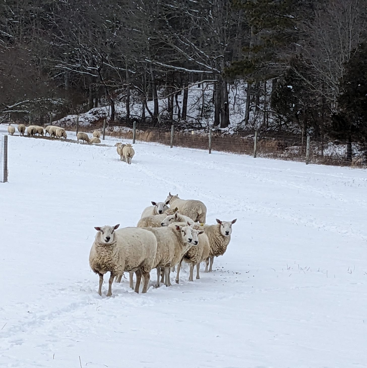 Sheep with big wool coats in a snowy field