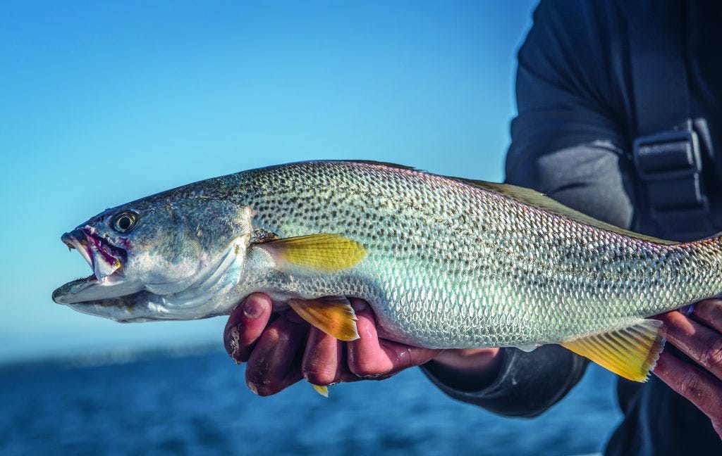 how to catch weakfish from shore