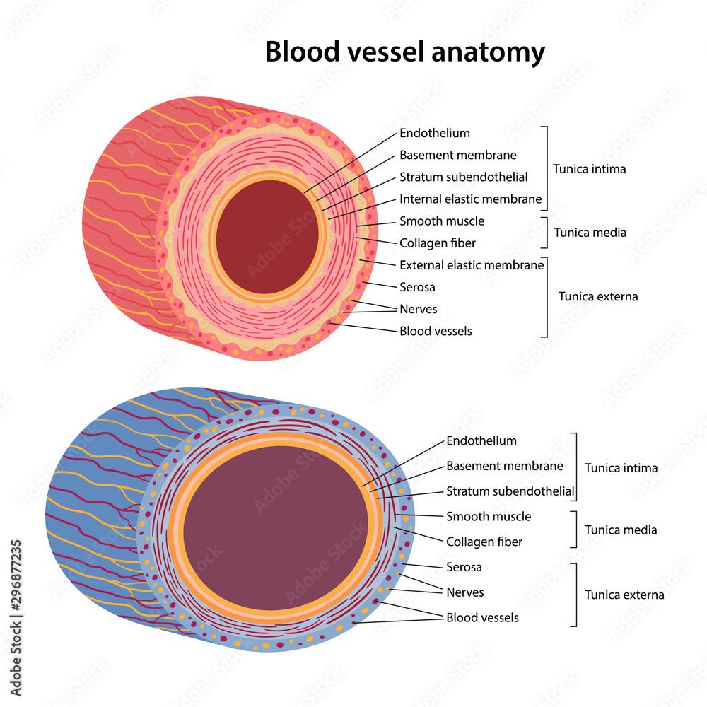 The human circulatory system. Blood vessels anatomy. Cross section of  vessels: aorta, elastic artery, muscular artery, arterioles, capillaries,  venules and veins. Vector illustration in a flat style. Stock Vector |  Adobe Stock