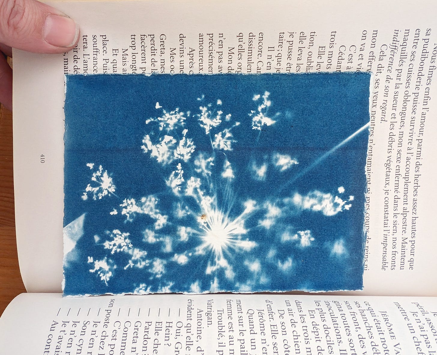 A cyanotype print drying in a book.