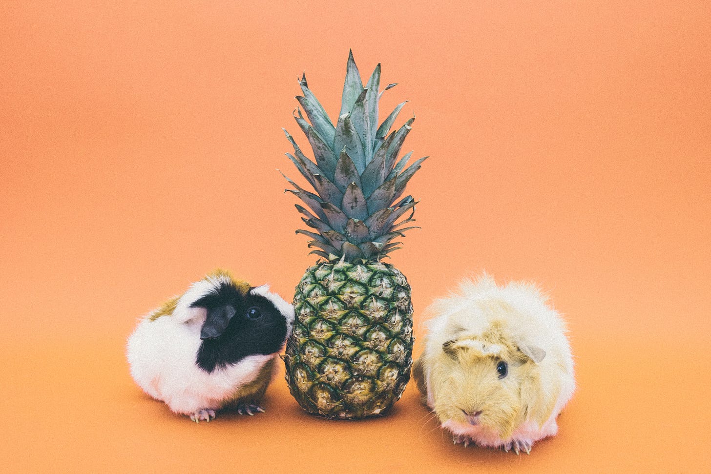 A pineapple and two guinea pigs posing together and looking cute