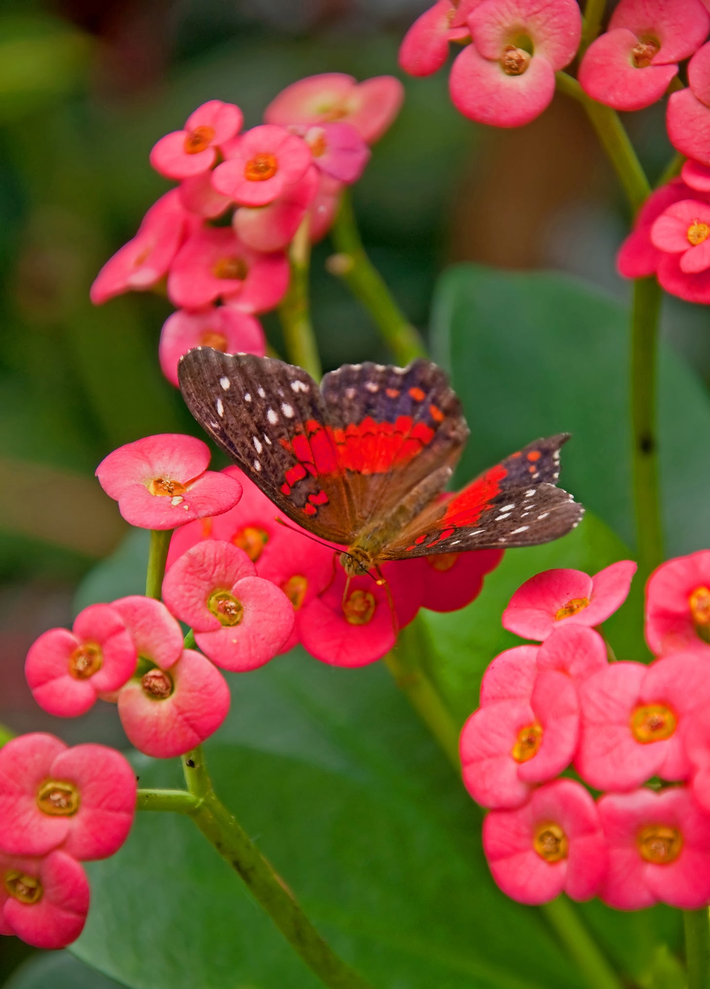 Crown of Thorns