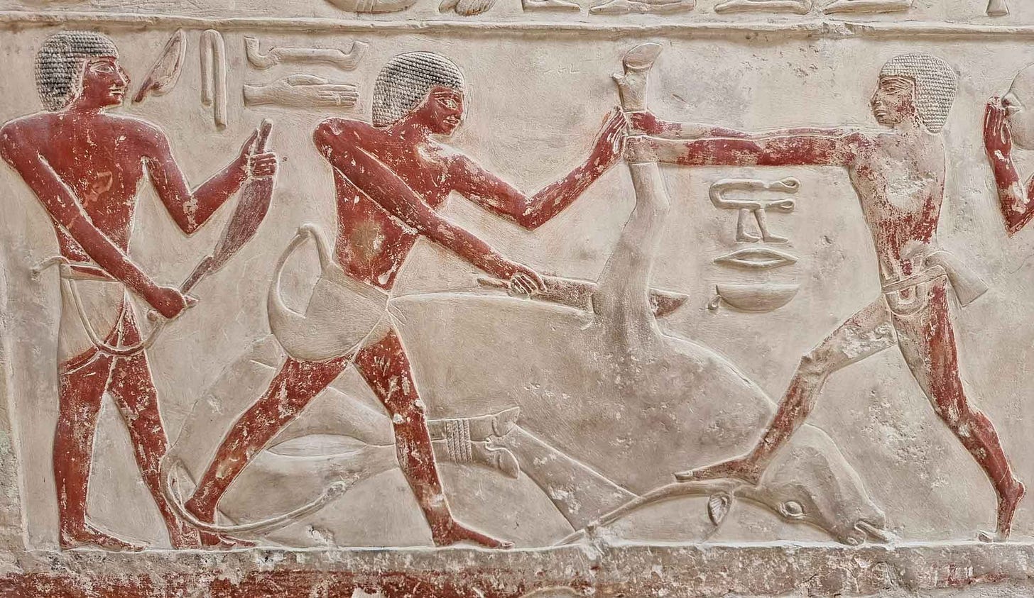 Egyptian temple panel showing butchers at work on a tied steer Egyptian temple panel showing butchers at work on a tied steer