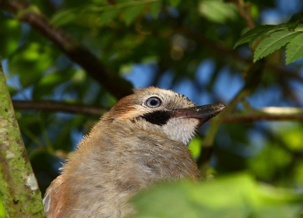 Bird in a tree, listening